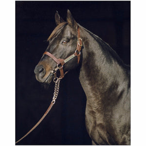 Open image in slideshow, Seattle Slew, Head in Black Background
