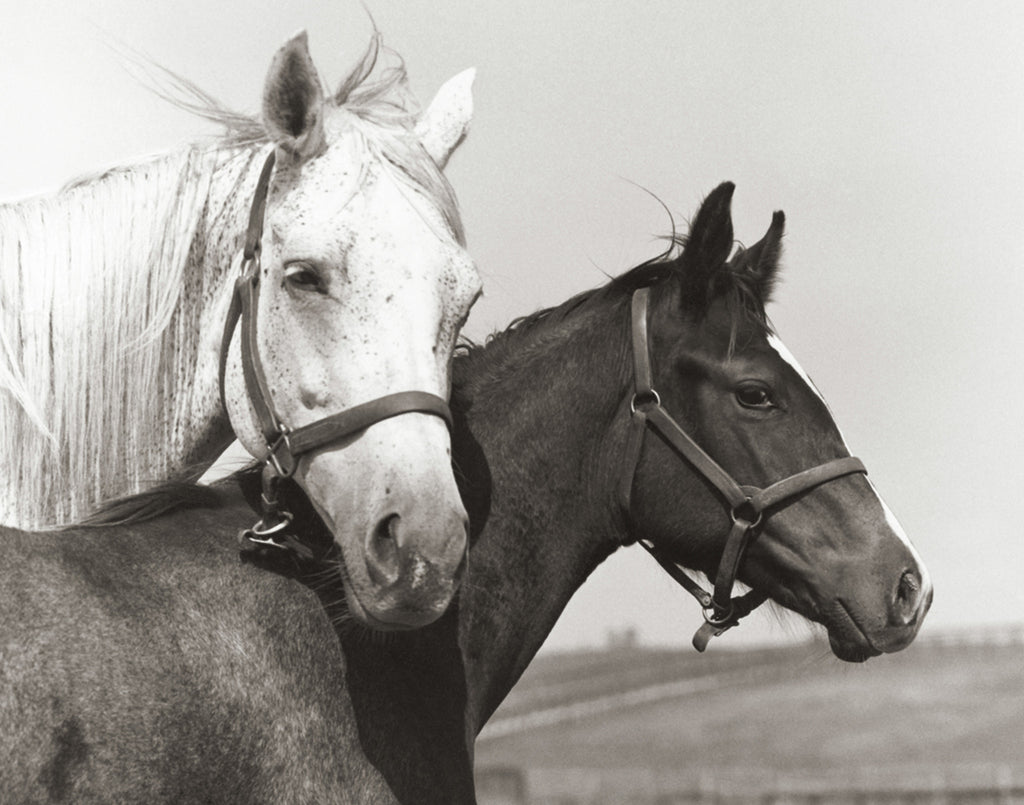 Tony Leonard's Mares and Foals for Mother's Day
