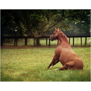 Open image in slideshow, Secretariat Sitting
