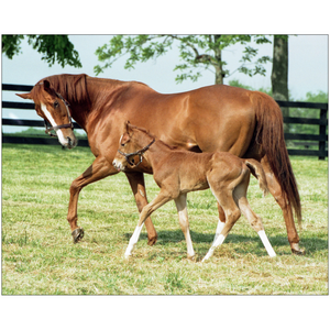 Open image in slideshow, Genuine Risk and Foal
