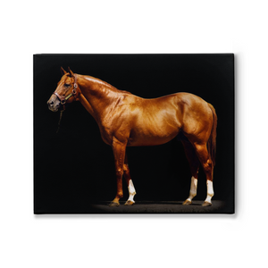 Open image in slideshow, Secretariat in Black, Stretched Canvas
