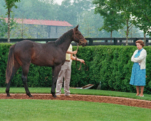 Open image in slideshow, Queen Elizabeth II Viewing a Foal
