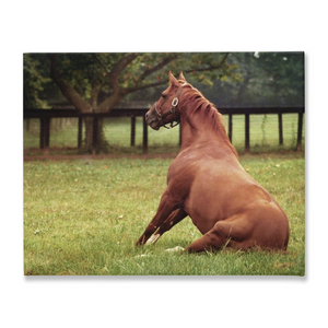 Open image in slideshow, Secretariat Sitting, Stretched Canvas
