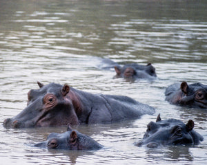 Open image in slideshow, African Hippos
