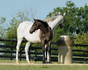 Open image in slideshow, Mare and Foal
