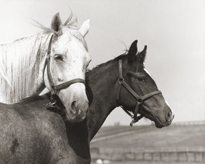 Open image in slideshow, Lady&#39;s Secret and Foal
