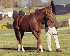 Open image in slideshow, Secretariat Walking
