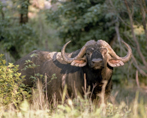 Open image in slideshow, African Safari
