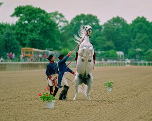 Open image in slideshow, Lipizzaner at Belmont Park
