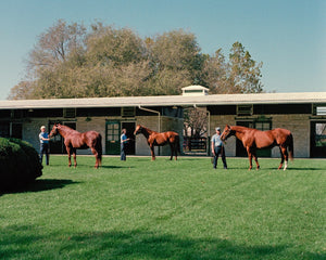 Open image in slideshow, Three Generations of Sires
