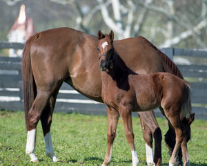 Open image in slideshow, Mare and Foal in Paddock
