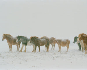 Open image in slideshow, Draft Horses in Snow

