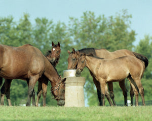 Open image in slideshow, Mares and Foals Drinking
