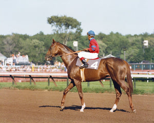 Open image in slideshow, Alydar at the Travers
