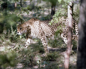 Open image in slideshow, Wild Leopard in Mala Mala, Africa
